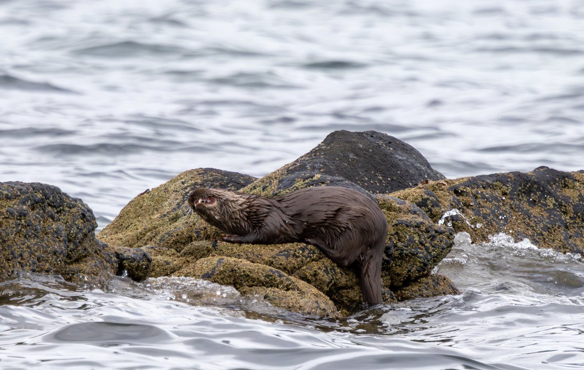 expandinghuman's tweet photo. I was lucky enough to catch a glimpse of this otter, eating a crab I think and sharing it with a hooded crow which turned up https://t.co/FeJh5fSZmi