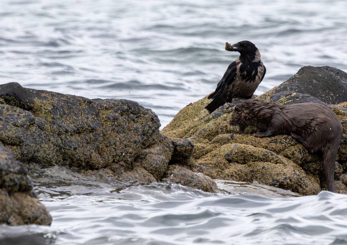 I was lucky enough to catch a glimpse of this otter, eating a crab I think and sharing it with a hooded crow which turned up