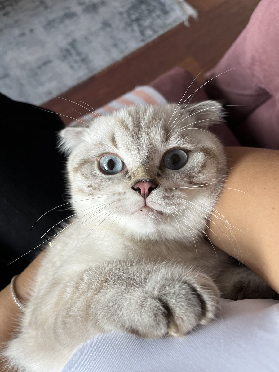 benim güzel çocuklarım biriniz cennette, biriniz yanımda ama hep canımdasınız. dünya kediler gününüz kutlu olsun❤️