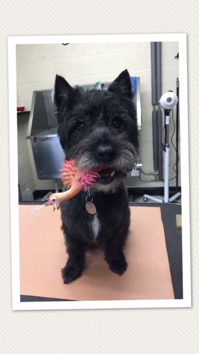 katylou78's tweet photo. @RobertLindsay They do let you know. It’s heartbreaking but they really will let you know when they’ve had enough. My little boy Obi told us very clearly one evening. We didn’t wait, we called the vet straight away at 10pm. 🥰 https://t.co/r1ET86BaNX