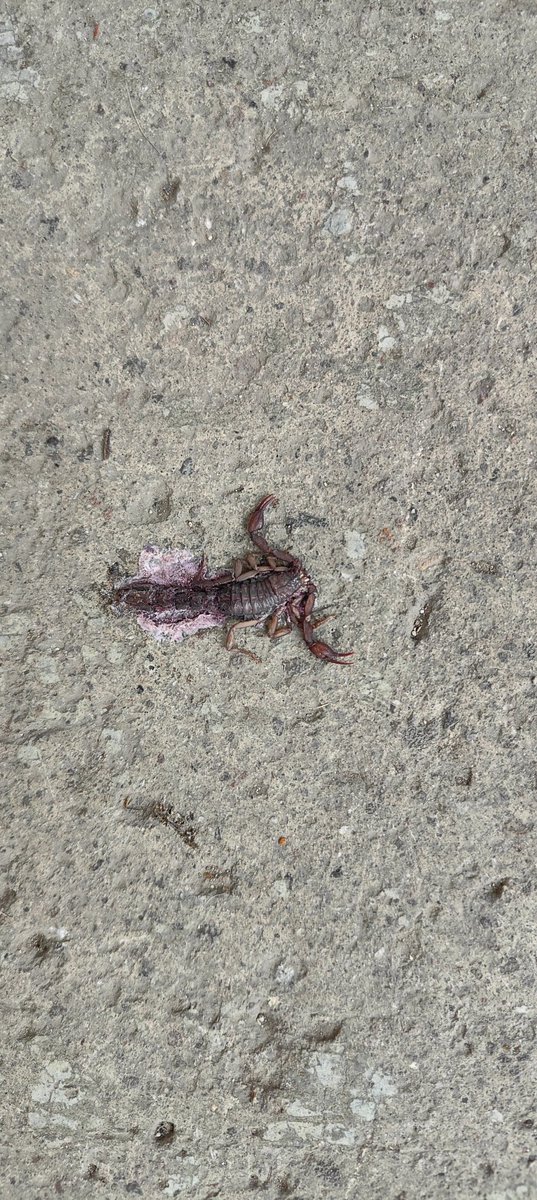 Danniel008Df's tweet photo. @Arachno_Cosas nunca había visto en alacrán en ciudad Neza, me sorprendió encontrarlo así en una banqueta mientras iba caminando, era pequeño, quizá unos 4-5 CM. Es de importancia médica? https://t.co/nOkVzncdqa