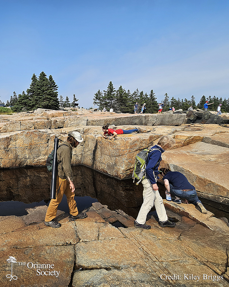 OrianneSociety's tweet photo. At the NEPARC meeting in Maine, Kiley and his colleagues observed rocky pools with larval #SpottedSalamanders and #GrayTreefrogs next to #tidalpools. These pools, regularly inundated by saltwater, can reach ocean-like salinity, making these amphibians the focus of recent studies. https://t.co/B9DQWTjhzB