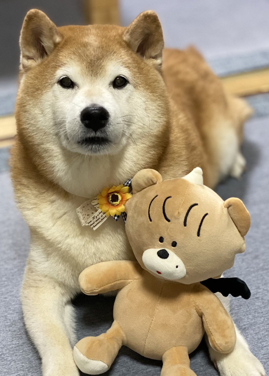 ai_aim36's tweet photo. @aimyonGtter うちのコロ❕🐶🐻🤍 https://t.co/NBAHfethOQ