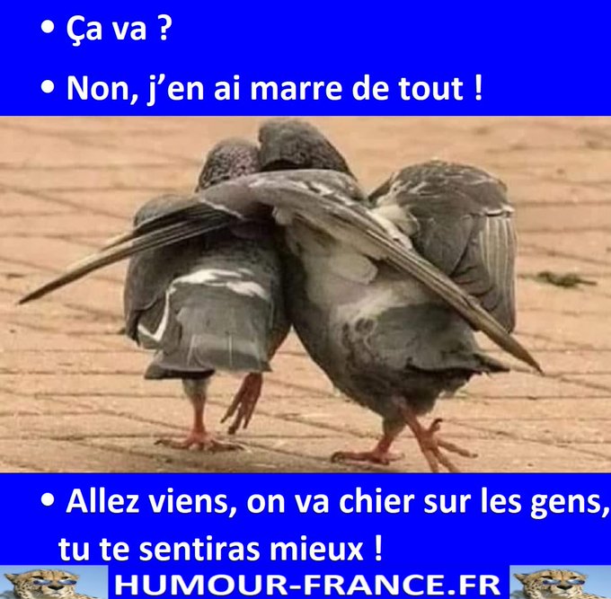 text alternatif