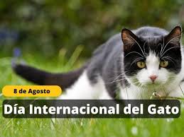 PorAmorAFalcon's tweet photo. #Efemérides 

El Día Internacional del Gato es una ocasión especial para destacar la importancia de estos animales en nuestras vidas. No solo son compañeros fieles en muchos hogares, sino que también requieren cuidados específicos y atención. https://t.co/5JwjhdkDQN