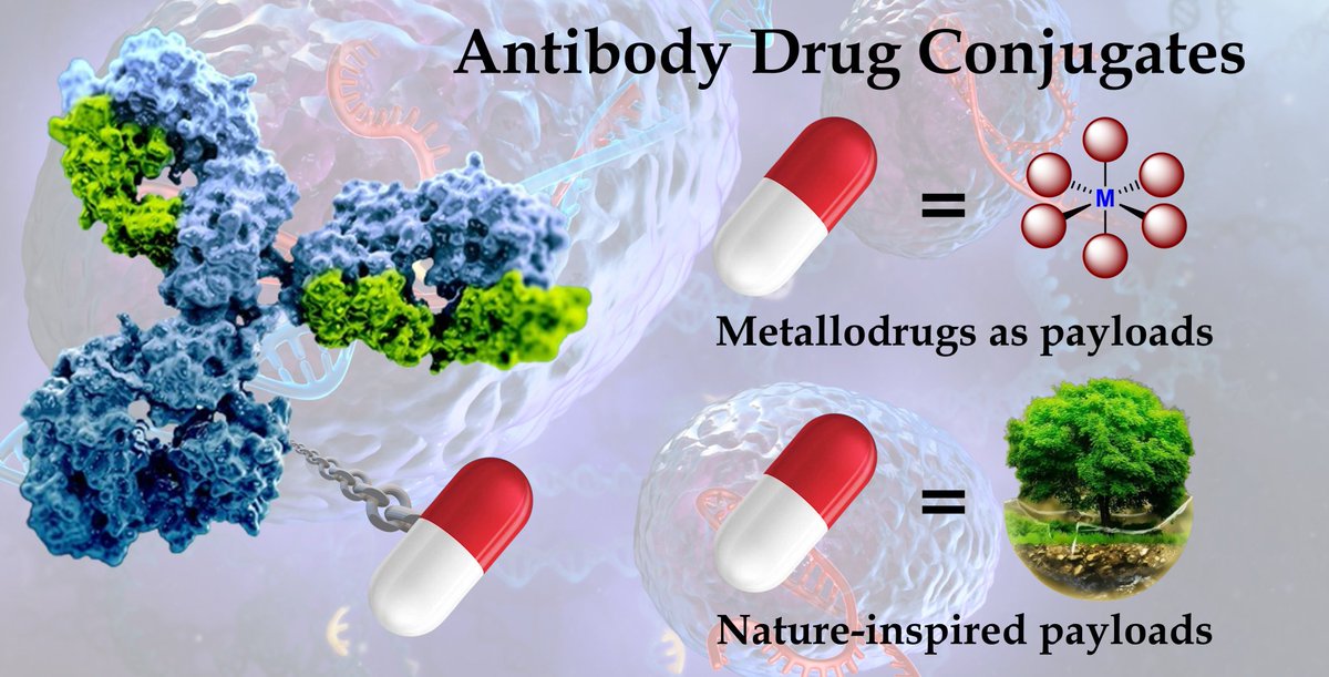 Are you interested in how to conjugate metallodrugs or natural compounds to monoclonal antibodies? Here you can find our review on the topic, with a focus on Antibody Drug Conjugates for Cancer Therapy. <a href="/GiovanniTonon5/">Giovanni Tonon</a>
<a href="/OrganoMetalsPD/">Organometallics</a> <a href="/discunipd/">Dipartimento di Scienze Chimiche - UniPD</a> mdpi.com/1422-0067/25/1…