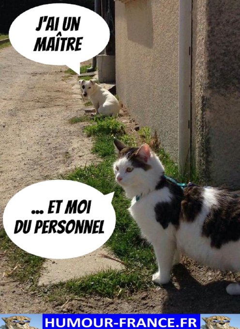 text alternatif