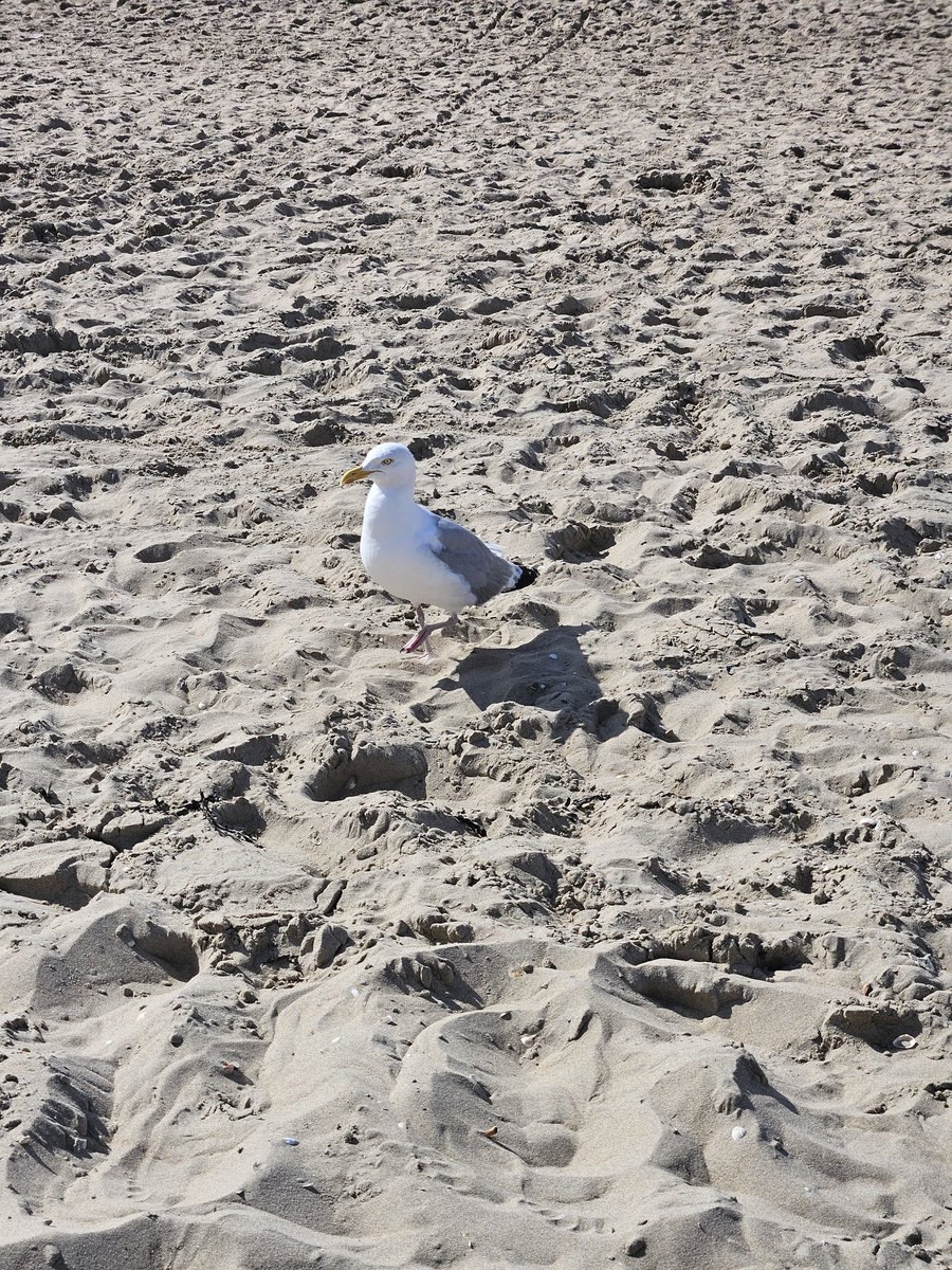 ooc. Meet my new bff