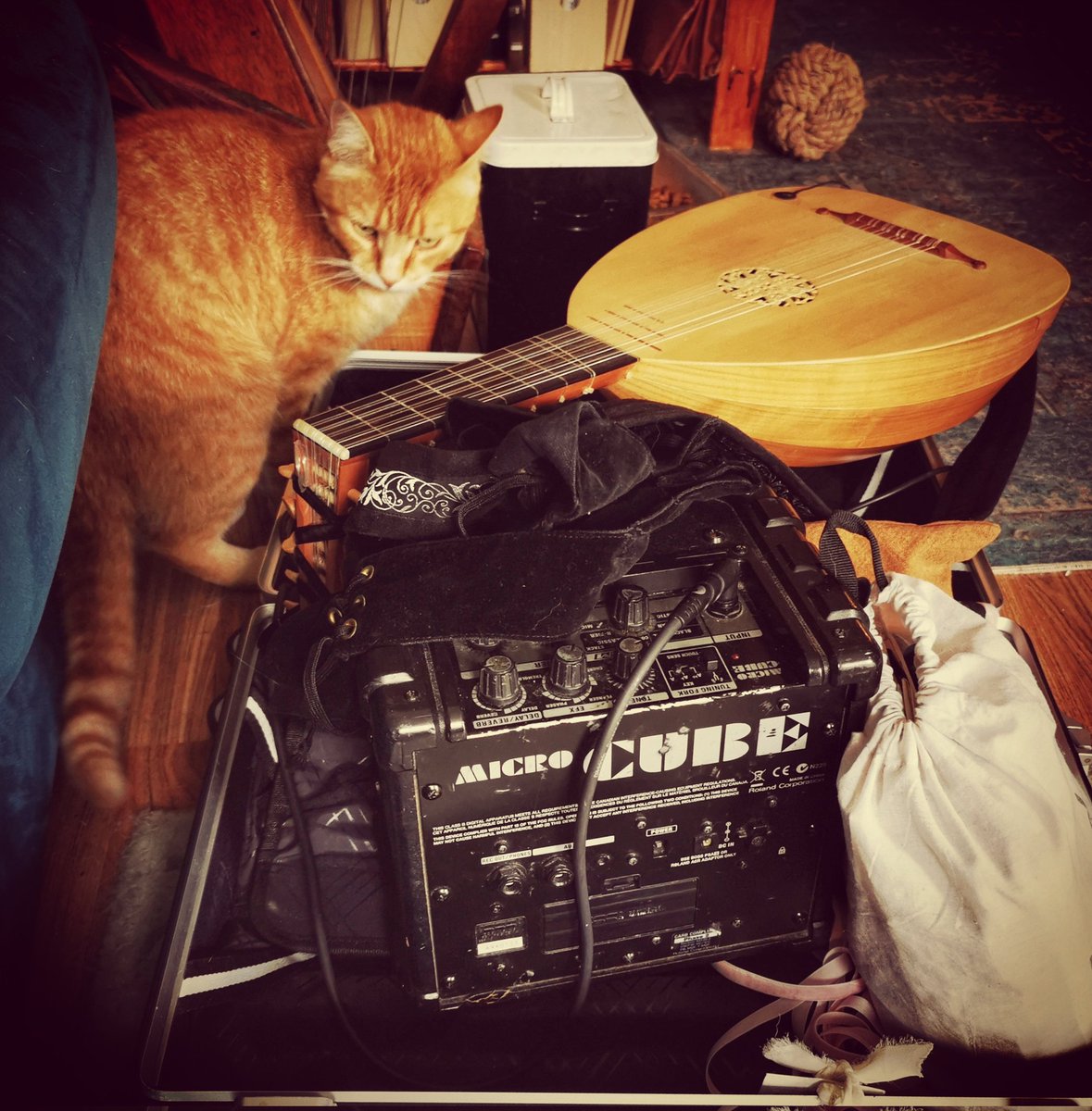 dubliner24's tweet photo. #Albert the neighbour's #ginger #cat wants to come with me. Don't think he can fit into the #equipment #box. #music #ceol #lutes #galliards https://t.co/op5ZD0GKen