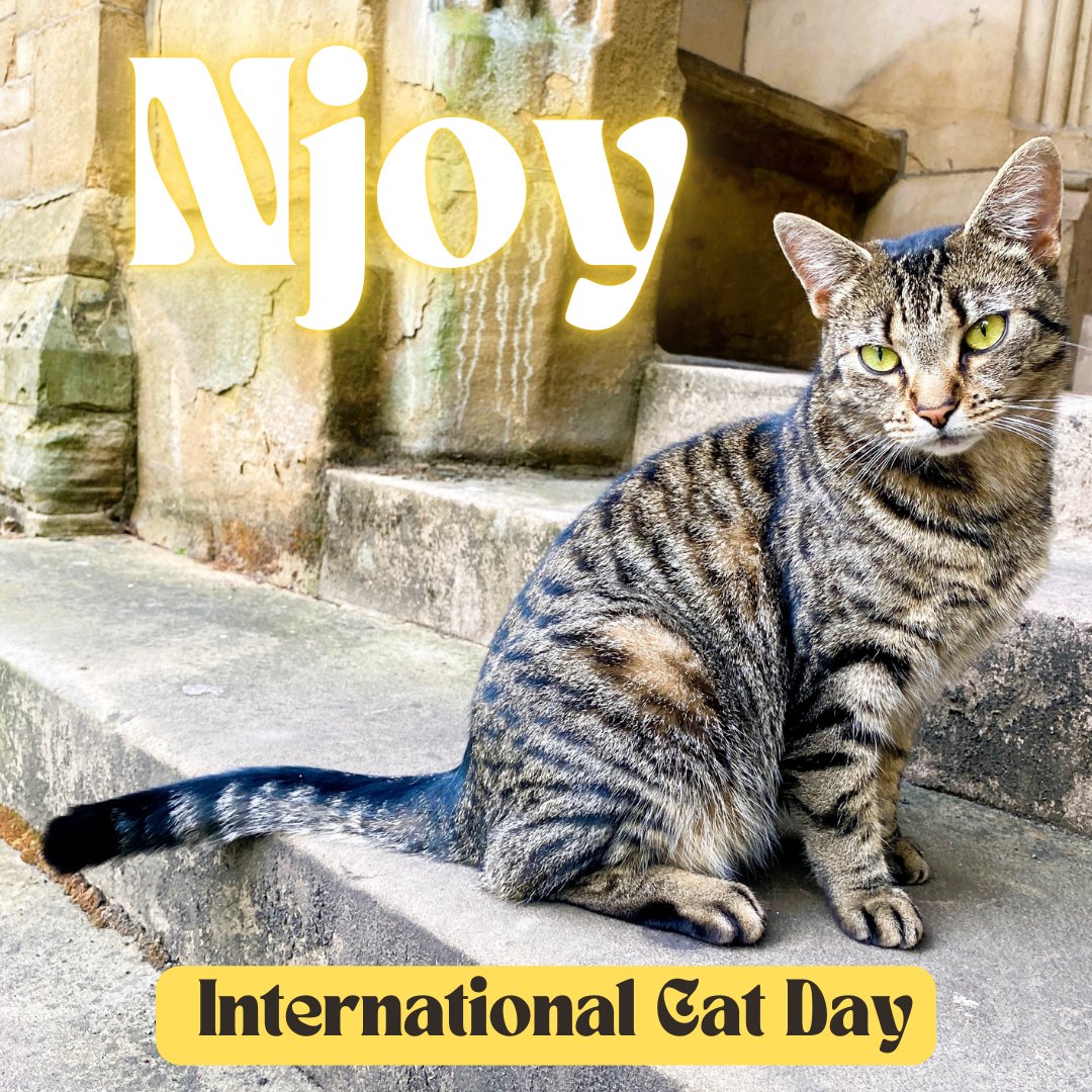 NjoyRooms's tweet photo. Kitty Visitor at Langdale Hall ๐ป #njoystudentliving #cinema #space #garden #students #studentlife #victoriapark #uom #manchester #universityofmanchester #mmu #somewheredifferent #internationalcatday2024 https://t.co/UeUaHaBFk5