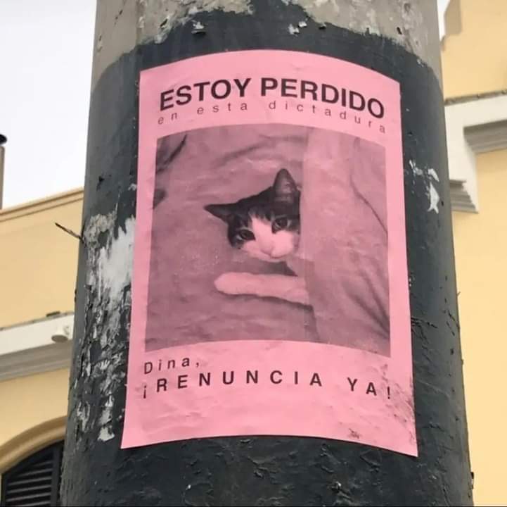 Pallariforme12's tweet photo. Cualquier gato: https://t.co/wdMe2dx9hU