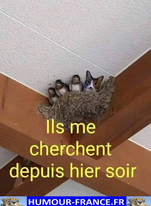 text alternatif
