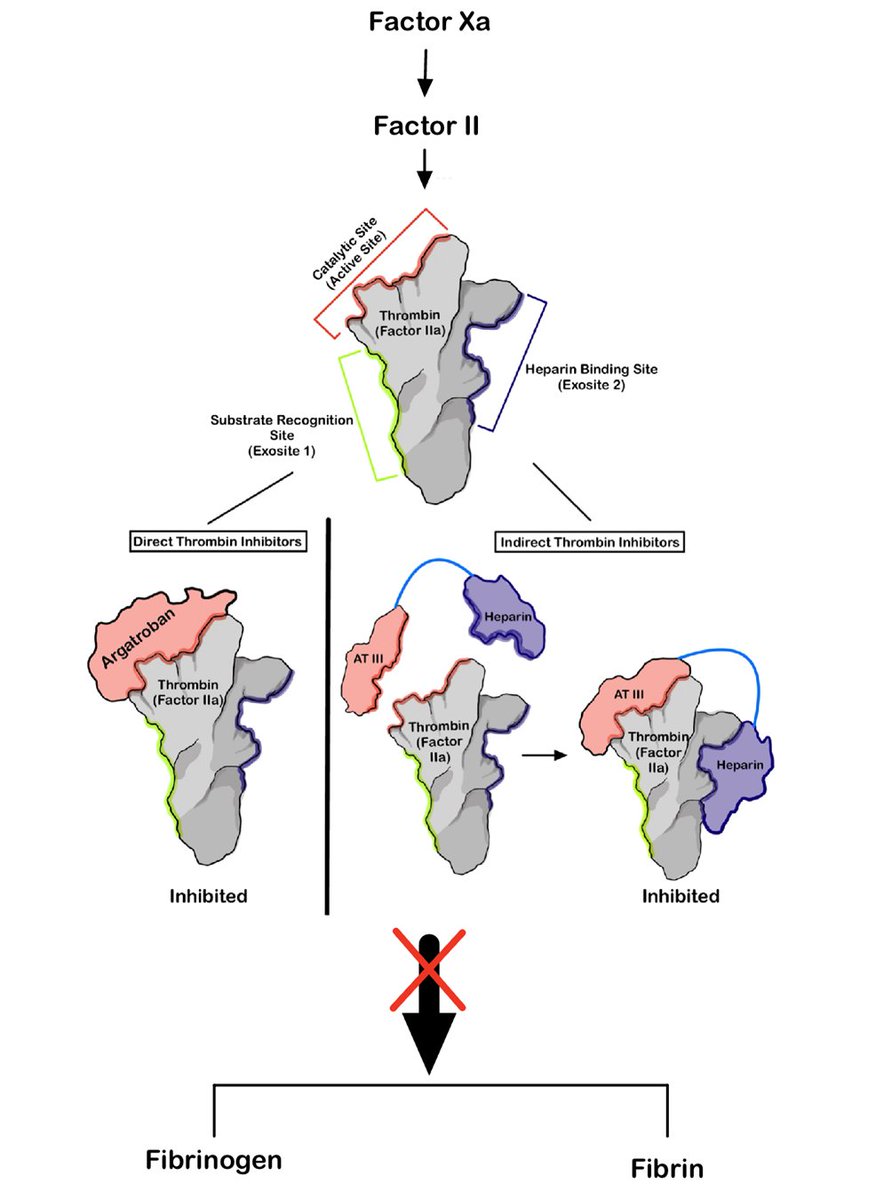 Mechanism of Argatroban (Direct thrombin inhibitor) and Heparin by Narek H, our Chief!  <a href="/OBHBrookdaleIM/">Brookdale University Hospital IM Residency Program</a>