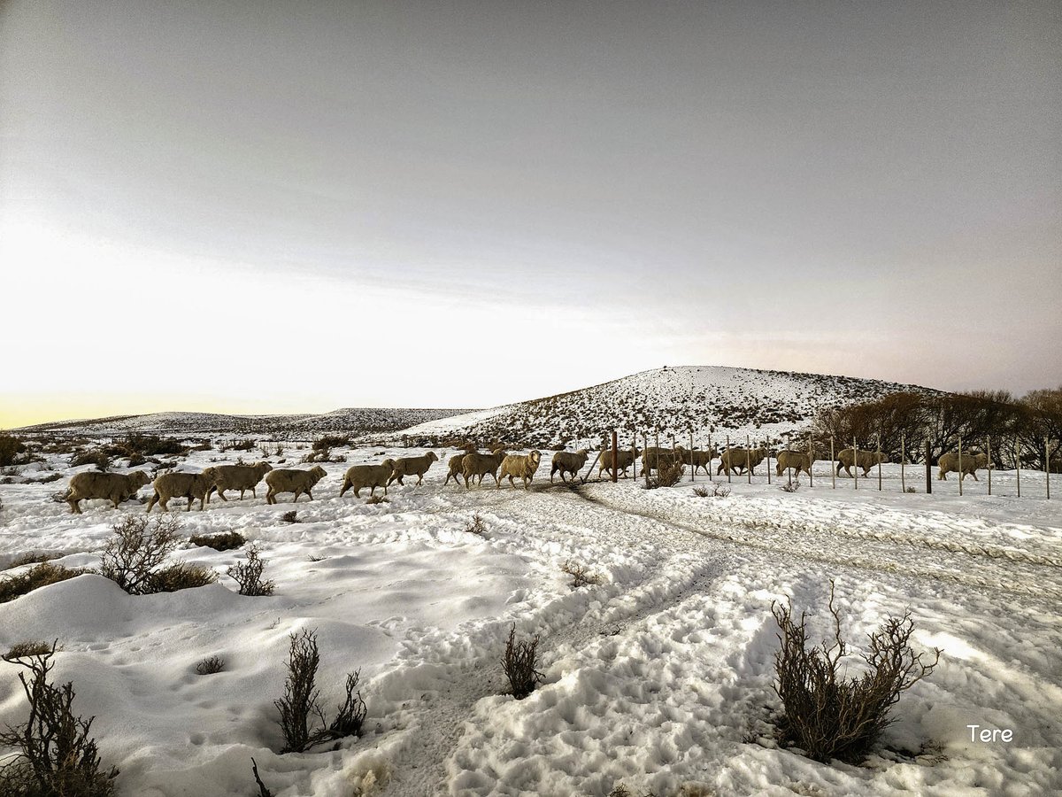 INTAPatagoniaSur tweet media