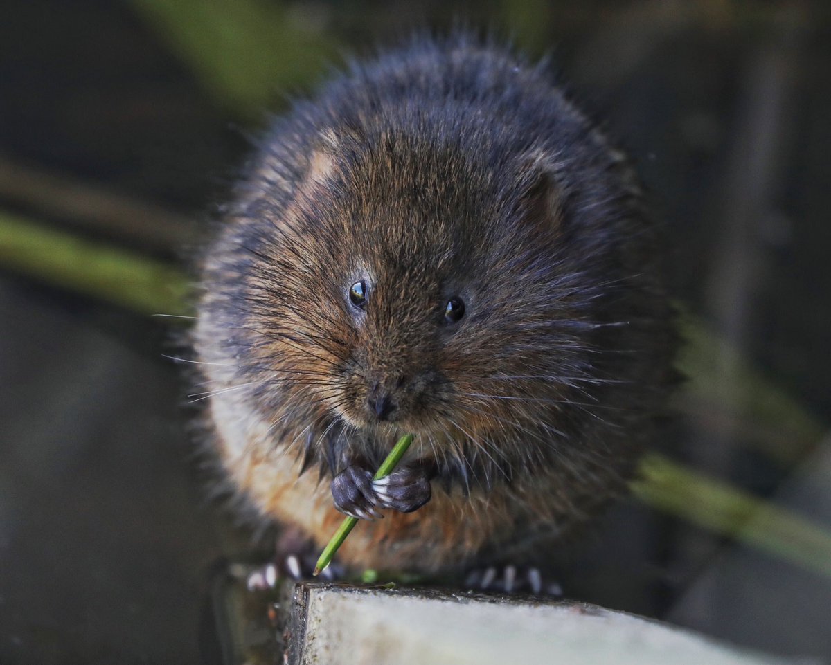 Tim Oakes tweet media