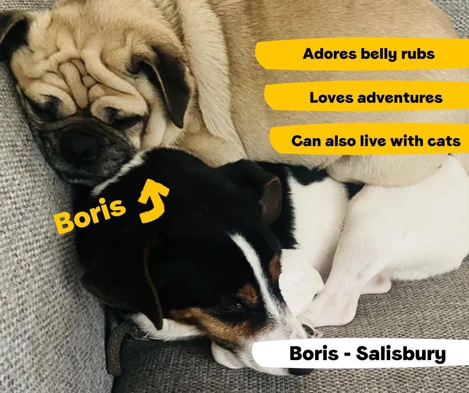 Happy International Cat Day! Here are two very cat savvy pooches who are looking for a home together!💛
<a href="/DT_Salisbury/">Dogs Trust Salisbury</a>📍 bit.ly/3SJnzyf
