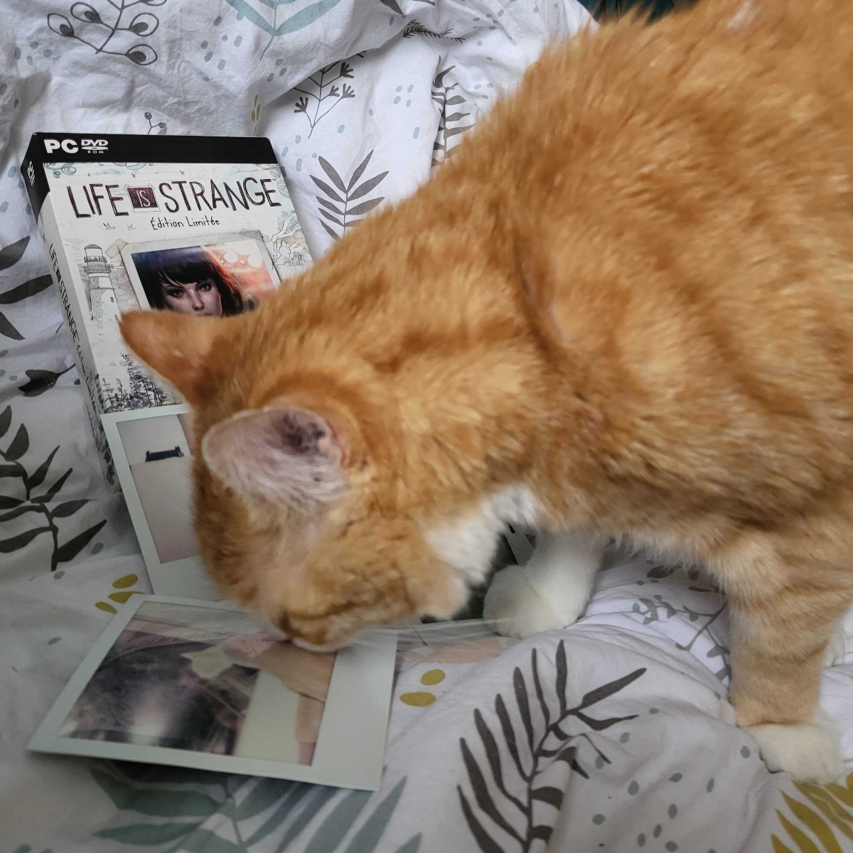 DONTNOD_Ent's tweet photo. Happy #InternationalCatDay! 🐱

Show us your favorite backseat gamers! Here are some of our little ones 🤍 https://t.co/3l3LTYkmxw