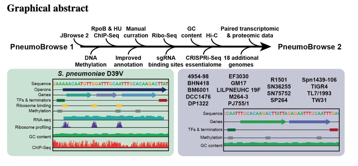 Jan-Willem Veening (@jwveening) on Twitter photo PneumoBrowse 2 is freely available on pneumobrowse2.veeninglab.com. Many thanks to the entire lab for keeping track of updates and literature and specifically <a href="/AxelJans/">Axel Janssen</a> <a href="/PaddyGibson2/">Paddy Gibson</a> @afonsbravo <a href="/vincentdebakker/">Vincent de Bakker</a> @JelleSlager for putting it all together and <a href="/doranpauka/">Doran</a> for IT support! PneumoBrowse 2 is freely available on pneumobrowse2.veeninglab.com. Many thanks to the entire lab for keeping track of updates and literature and specifically <a href="/AxelJans/">Axel Janssen</a> <a href="/PaddyGibson2/">Paddy Gibson</a> @afonsbravo <a href="/vincentdebakker/">Vincent de Bakker</a> @JelleSlager for putting it all together and <a href="/doranpauka/">Doran</a> for IT support!