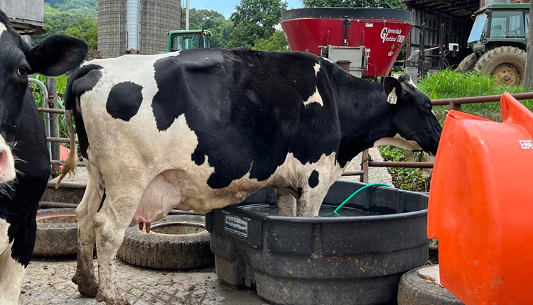 HoardsDairyman's tweet photo. My cows are athletes, and I bet yours are, too — in all kinds of ways. https://t.co/KYmtT4SIWX https://t.co/udqFZg6LXc