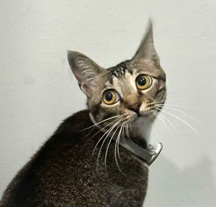 Happy #InternationalCatDay!

#bambulab
