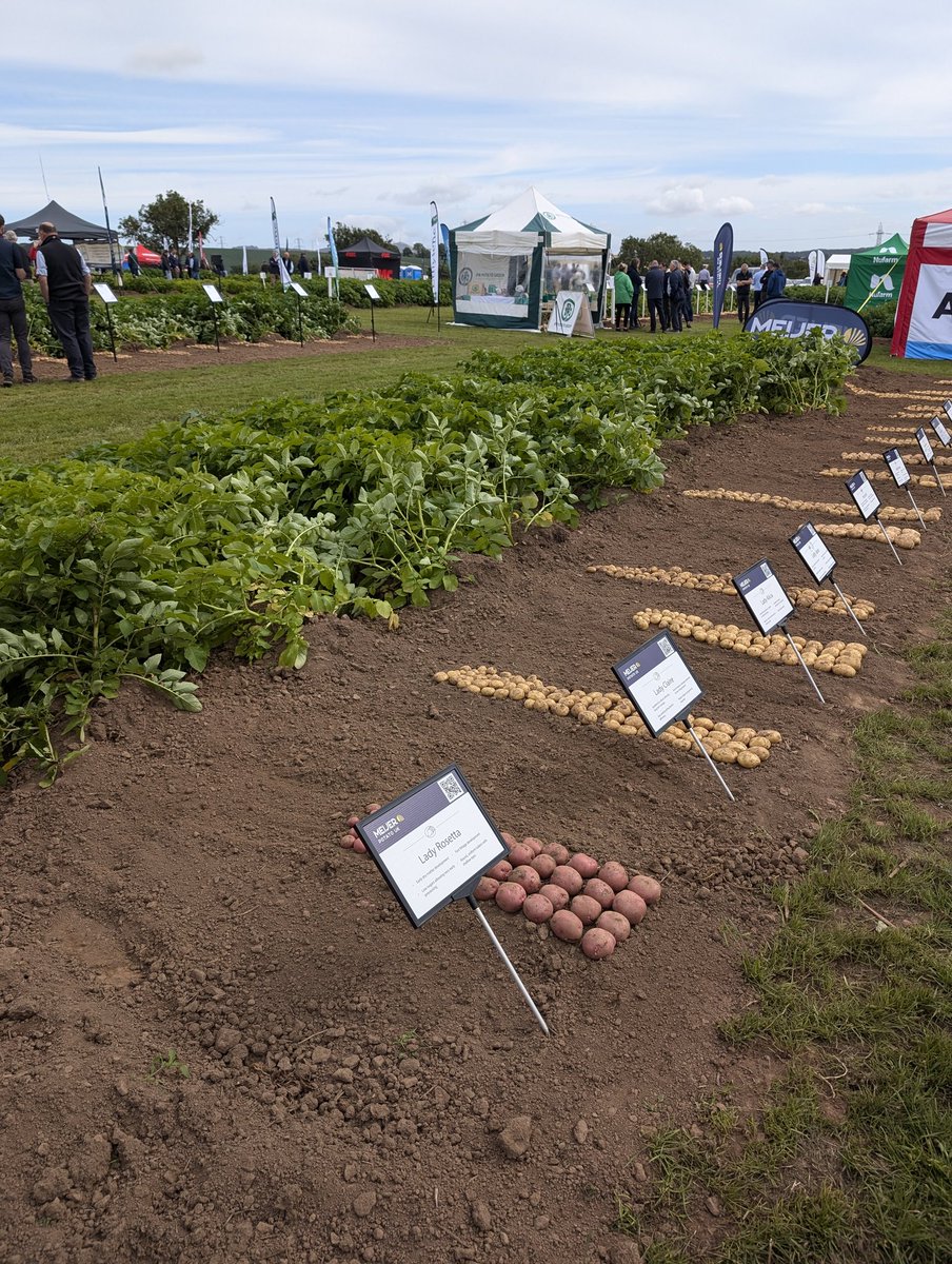 Kenneth Loades (@enviroken) on Twitter photo If there's one image that captures this annual event it's the beautifully displayed tatties! #PotatoesInPractice Great to see, and hear about, the excellent <a href="/SGRESAS/">RESAS</a> and <a href="/scotgov/">Scottish Government</a> funded research on potatoes from <a href="/SEFARIscot/">SEFARI Gateway</a> organisations If there's one image that captures this annual event it's the beautifully displayed tatties! #PotatoesInPractice Great to see, and hear about, the excellent <a href="/SGRESAS/">RESAS</a> and <a href="/scotgov/">Scottish Government</a> funded research on potatoes from <a href="/SEFARIscot/">SEFARI Gateway</a> organisations