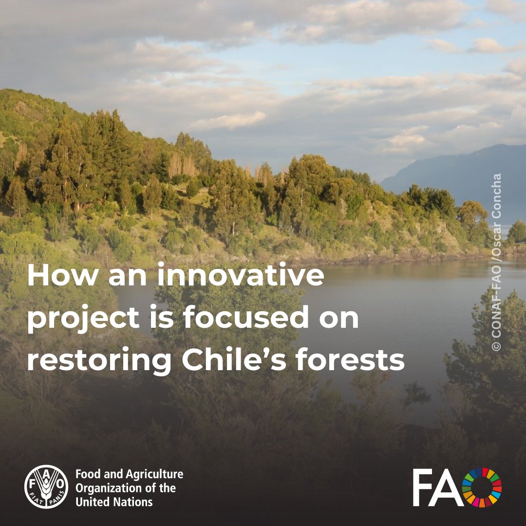 FAOKnowledge's tweet photo. On a remote Chilean island, native trees are making a comeback thanks to the restoration efforts of #IndigenousPeoples like Anita Neguimán Antillanca.

See how @FAO-@conaf_minagri-@theGCF are working to build climate resilience by restoring native trees.

https://t.co/uBtGM6LnCf https://t.co/OqXy1jI37u
