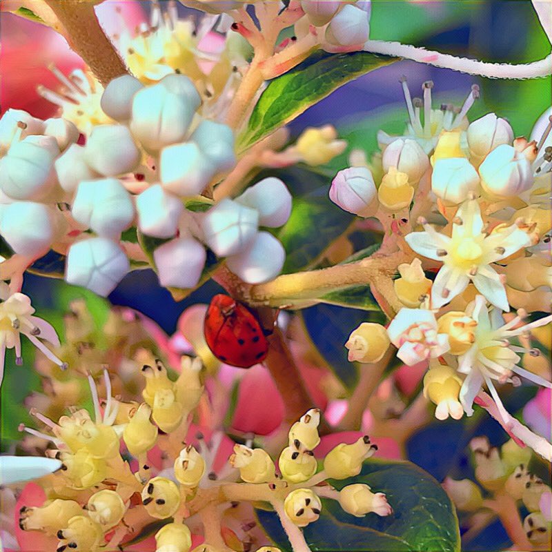 MicRic290's tweet photo. 🇺🇸 Littleton, New Hampshire
Beetle, ladybug or ladybird:
 ‘’Tiny bug, big beauty!‘’ 
🐞 Un amour de coccinelle! 

#InsectThursday #ladybug #coccinelle #ladybird #beetle #MyGarden #GardeningX #hydrandea https://t.co/12ce5T7GsA