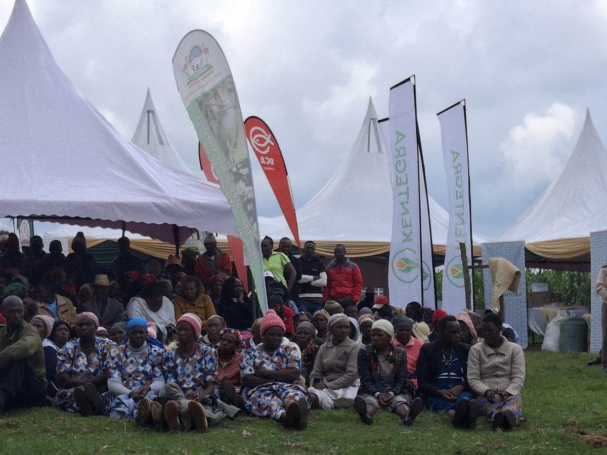 Immaculate Njuthe Maina tweet media