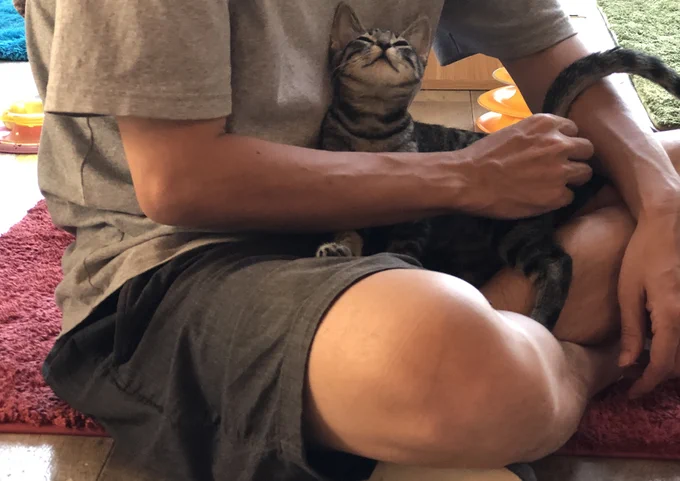 夫、よそのお家の猫になつかれておおいに喜ぶ 