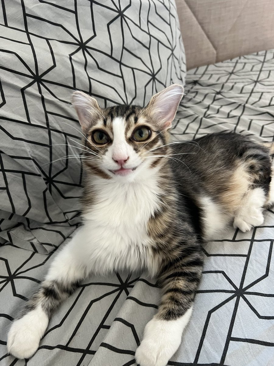 git kumuma bak nabdımmm