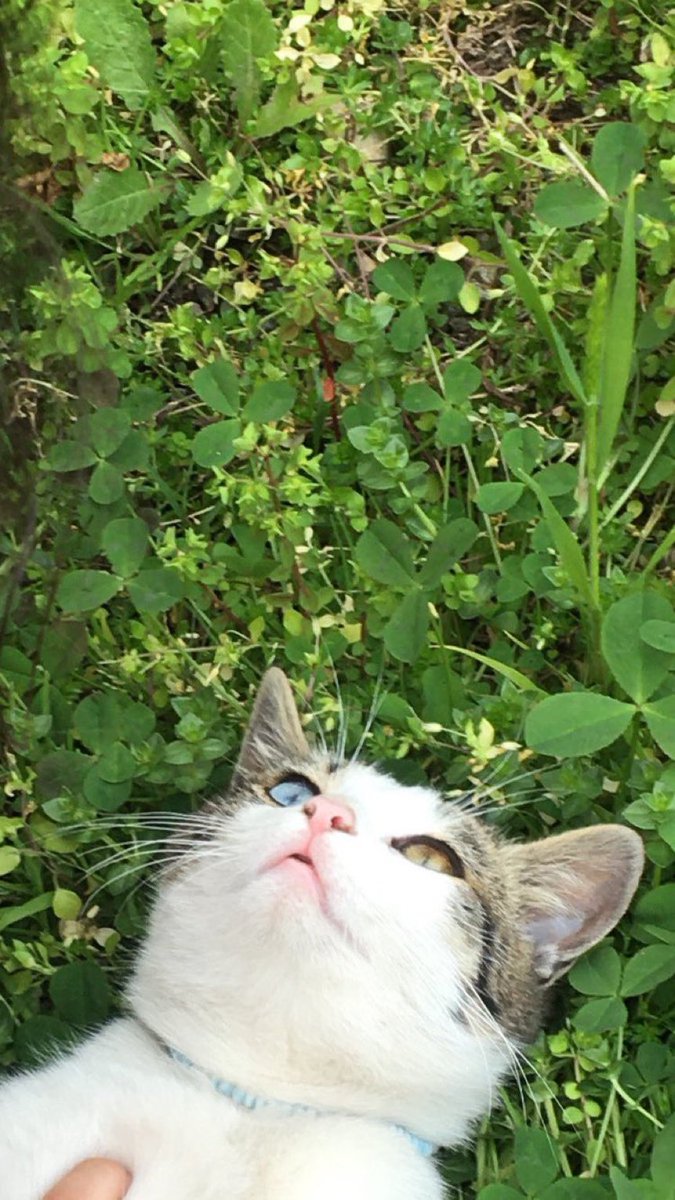 #dünyakedilergünü
Mişa