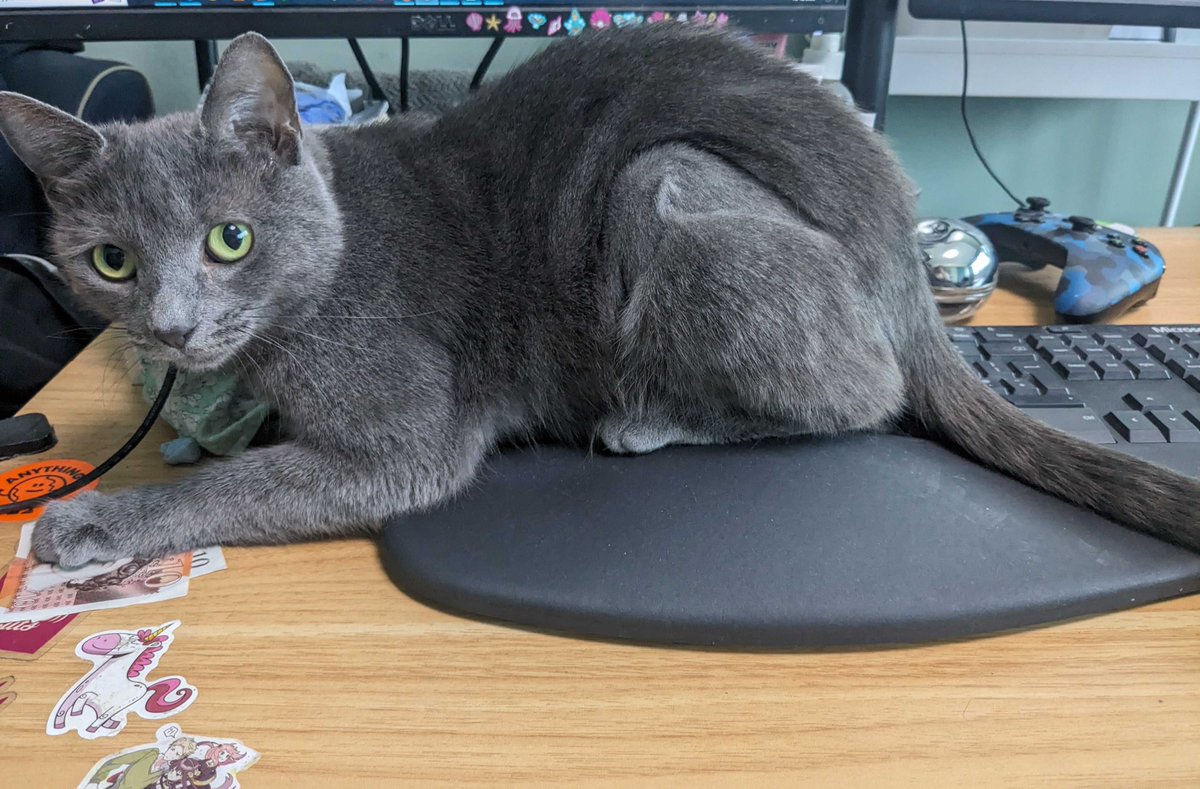 This is Kiki, master of witchcraft and keyboards 🔮