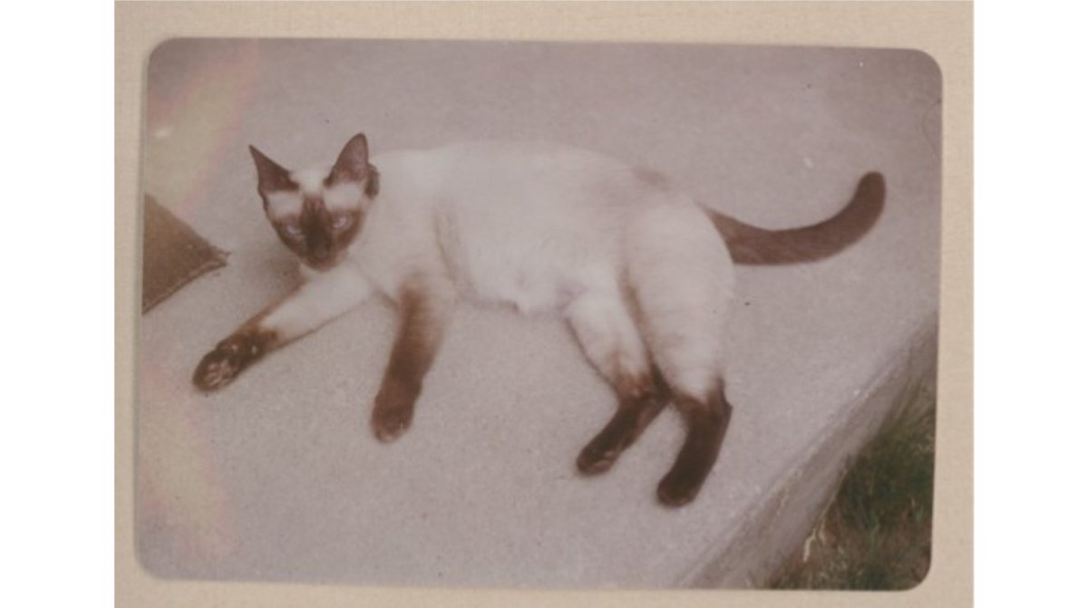 ¡Celebramos el #DíaInternacionaldelGato con el gato de Gabriela Mistral!
¿Sabías que el día del gato se celebra tres veces al año? Esta fecha en particular la eligió el <a href="/ifawglobal/">ifaw</a> en 2022 para recordar que para muchas personas este animal es su mayor compañía.