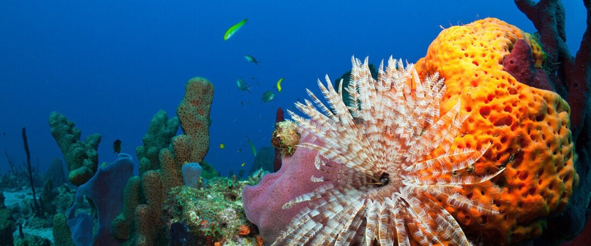 Environmental Funders Network (@greenfunders) on Twitter photo Calling all funders interested in endemic species, unique islands and rich marine habitats!
Join us for the second event in our UK Overseas Territories Learning Series on Mon 9 Sep, 14:00-15:30 BST with <a href="/EllermanUK/">John Ellerman Foundation</a> : docs.google.com/forms/d/e/1FAI… Calling all funders interested in endemic species, unique islands and rich marine habitats!
Join us for the second event in our UK Overseas Territories Learning Series on Mon 9 Sep, 14:00-15:30 BST with <a href="/EllermanUK/">John Ellerman Foundation</a> : docs.google.com/forms/d/e/1FAI…