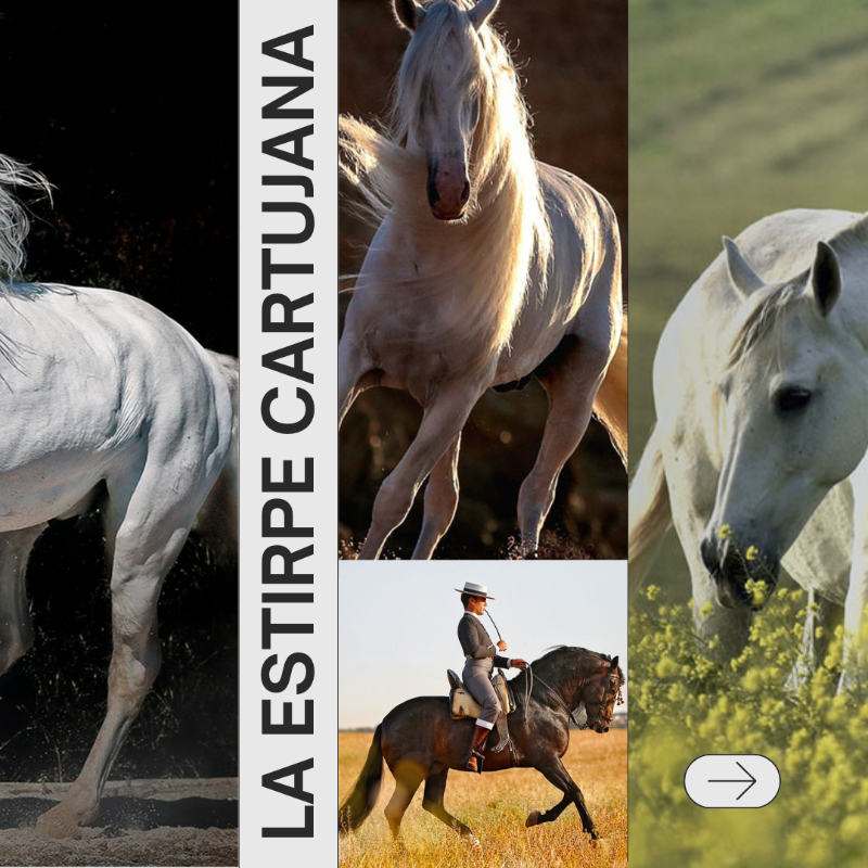 gobmapa's tweet photo. Desde 1983, la @Yeguada_Cartuja es de titularidad pública y la principal reserva de raza equina autóctona.

→ Es Centro Nacional de Referencia Zootécnica para el sector.

Objetivo → Conservar, mejorar y fomentar las razas ganaderas equinas.