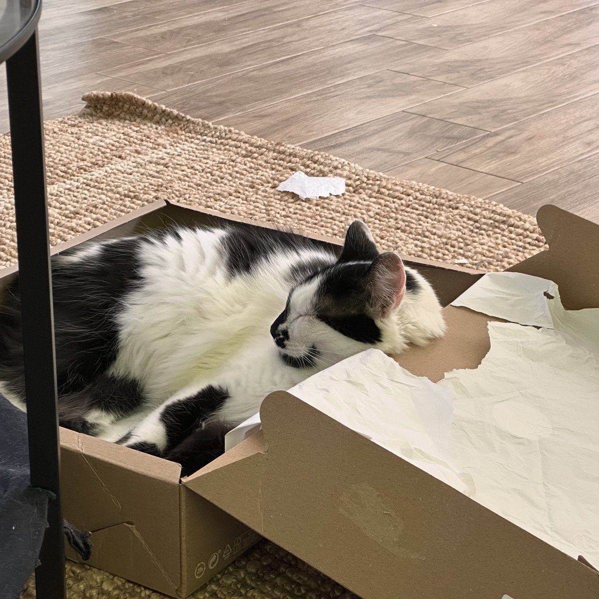 semka_the_kitty's tweet photo. 💤🐈‍⬛ https://t.co/lqhcWhJ9jz