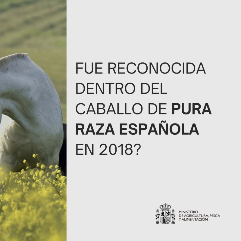 gobmapa's tweet photo. Desde 1983, la @Yeguada_Cartuja es de titularidad pública y la principal reserva de raza equina autóctona.

→ Es Centro Nacional de Referencia Zootécnica para el sector.

Objetivo → Conservar, mejorar y fomentar las razas ganaderas equinas.