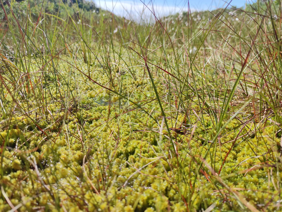mossworld's tweet photo. Went to #glaciermills near Risør in Norway, just to find small bogs, #cottongrass and #Sphagnum pools close to the sea! #wetlands #peatmoss @BES_Peat @PeatlandConserv @BBSbryology @BSBIbotany @IAB_Bryology @SEBriologia @MossPlants @MossinAnnie @dziedava @MichaelLueth2 @sambbryo https://t.co/JacIAiSHuw