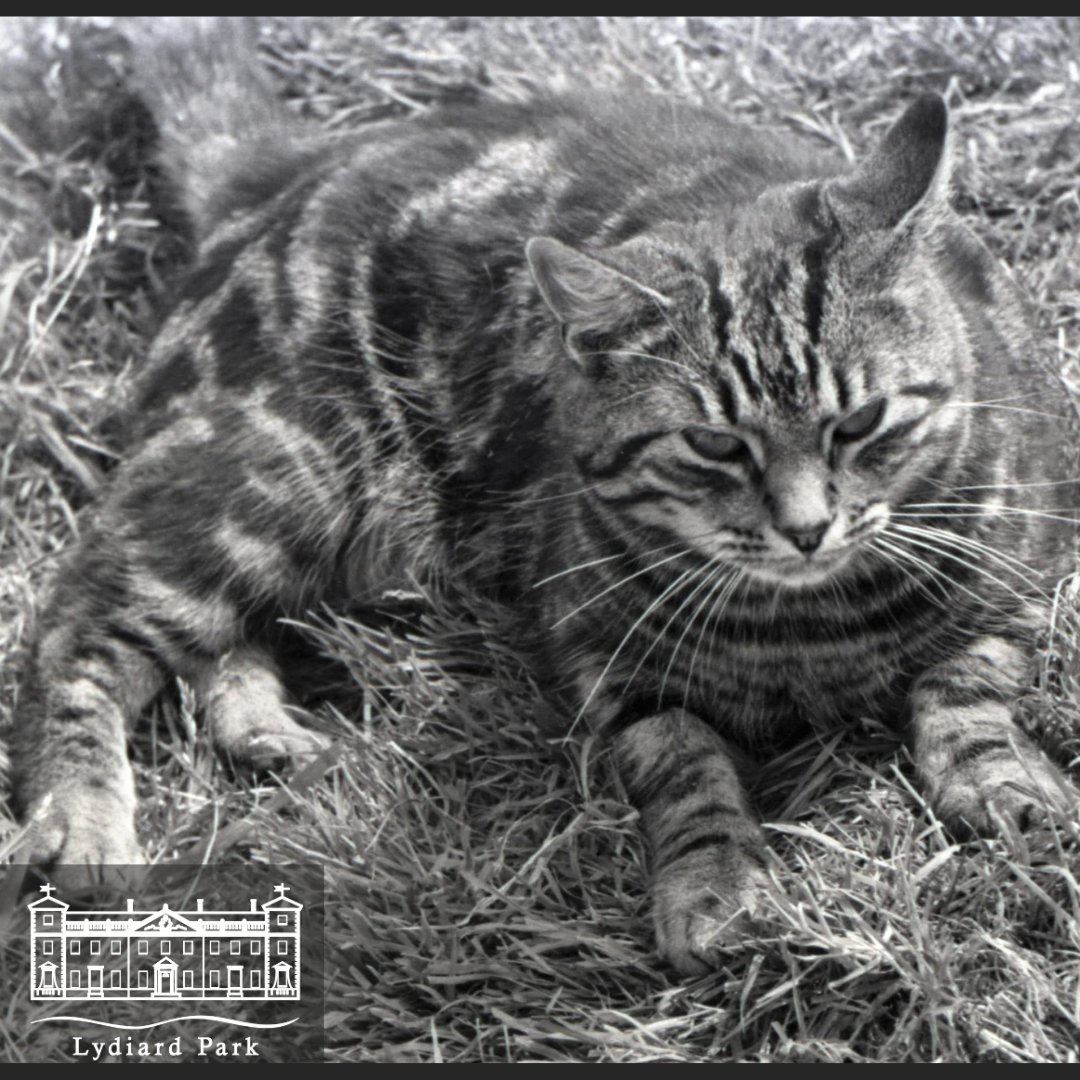 Happy #InternationalCatDay! 🐈️
Here at Lydiard House Museum we love cats &amp; so did previous residents!
This image comes from our archive &amp; was taken by local photographer Albert Beaney while on the Lydiard Estate in the 1950s.  
What a purrfect throwback from the Lydiard Estate.