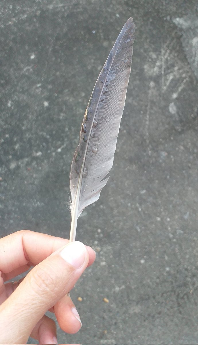 Bien día. 
Que hoy nos lleguen buenas noticias, una llamada deseada, un mensaje bonito. 
Esta plumita me la acabo de encontrar en el piso,debajo de la puerta de mi casa,y tiene un rocío😍
Caféciemos☕🌬🇻🇪🧚‍♀️🪐🦋♥️🌷💋