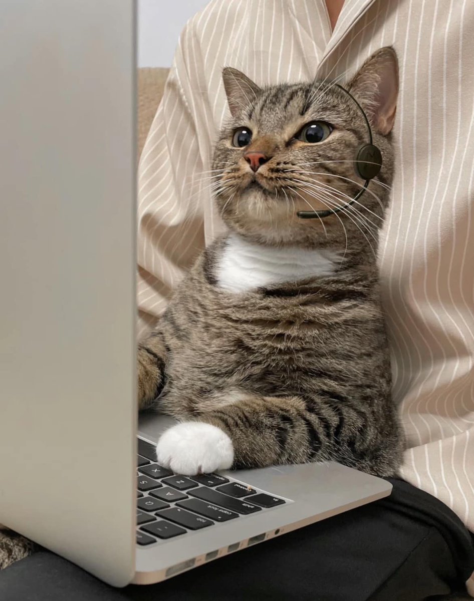 cats with jobs 🛠 (@catworkers) on Twitter photo 