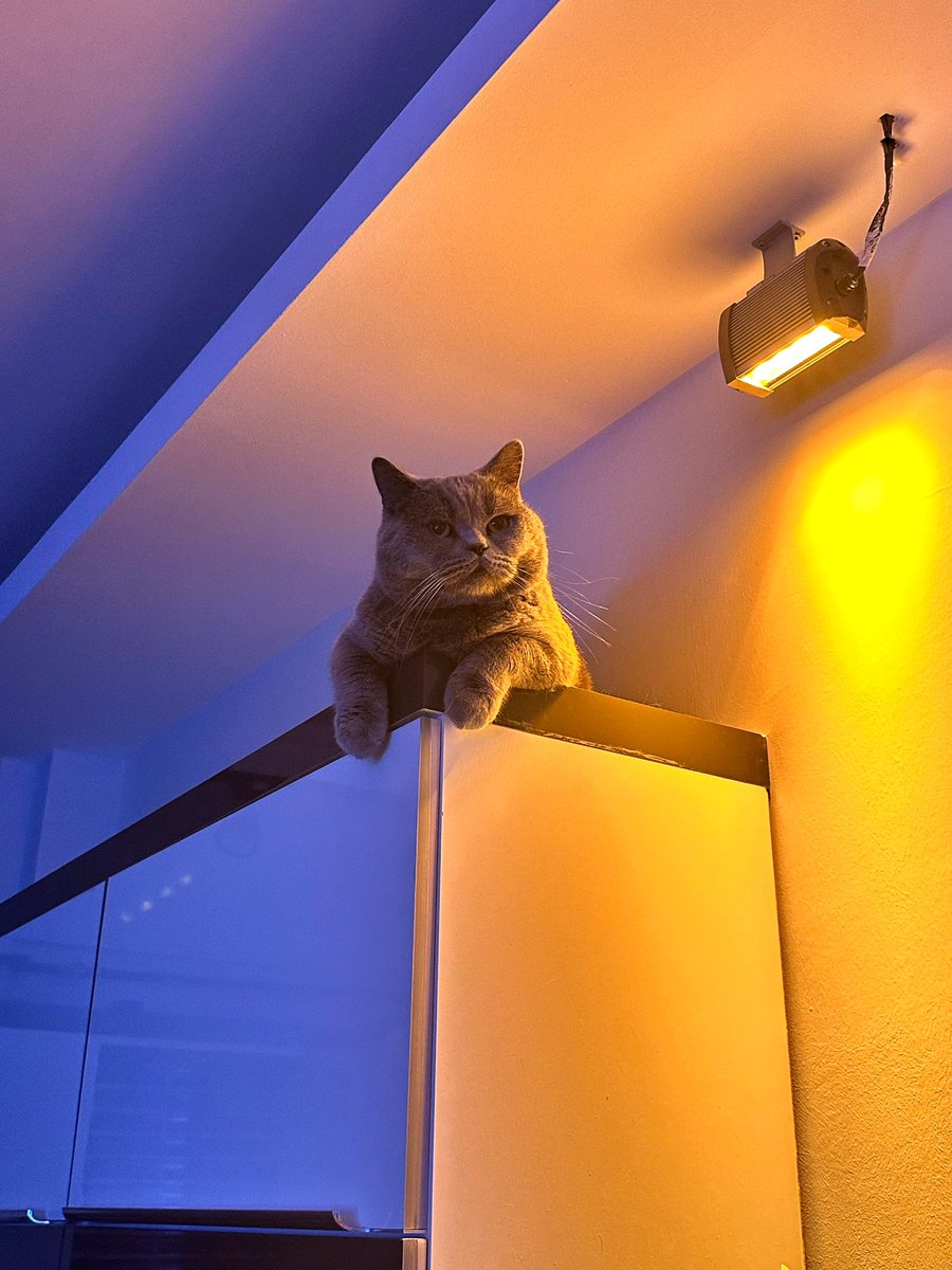 Dünya kediler günü kutlu olsun, bu da benim kaplan…