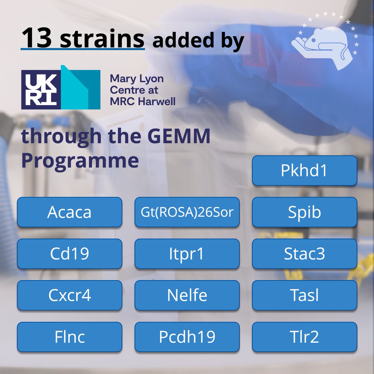 InfrafrontierEU's tweet photo. The @MRCHarwell has 13 new strains from its GEMM Programme in the #EMMArepository. Looking for Cd19 mutants or others like Cxcr4 and Tlr2? Explore over 8800 models at https://t.co/RVIPOhesYV.
👀UK researchers: Join the current GEMM call until 15 Sep! Info: https://t.co/RW6doFKQzP https://t.co/d5ibQjKytP