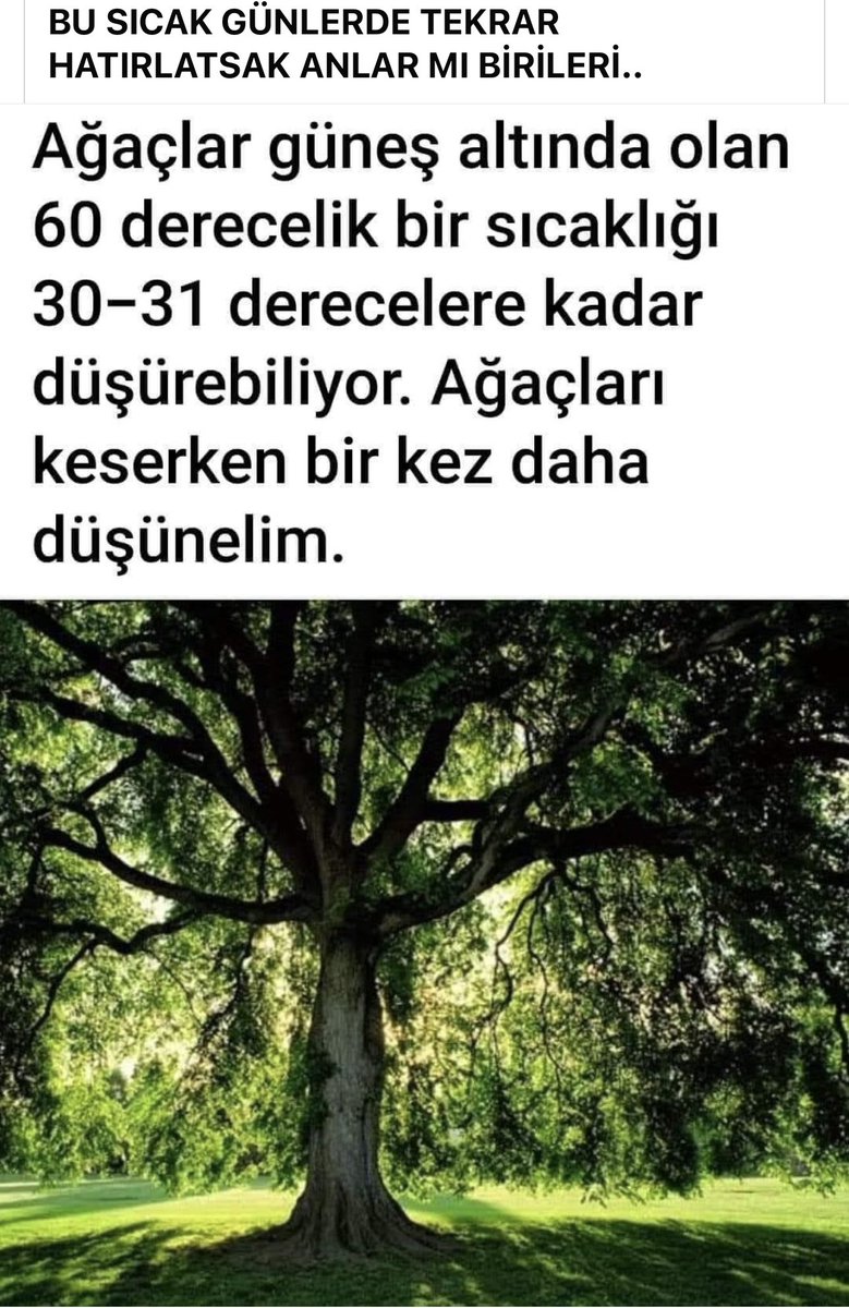 Ağaçları keserken bir kez daha düşünelim..