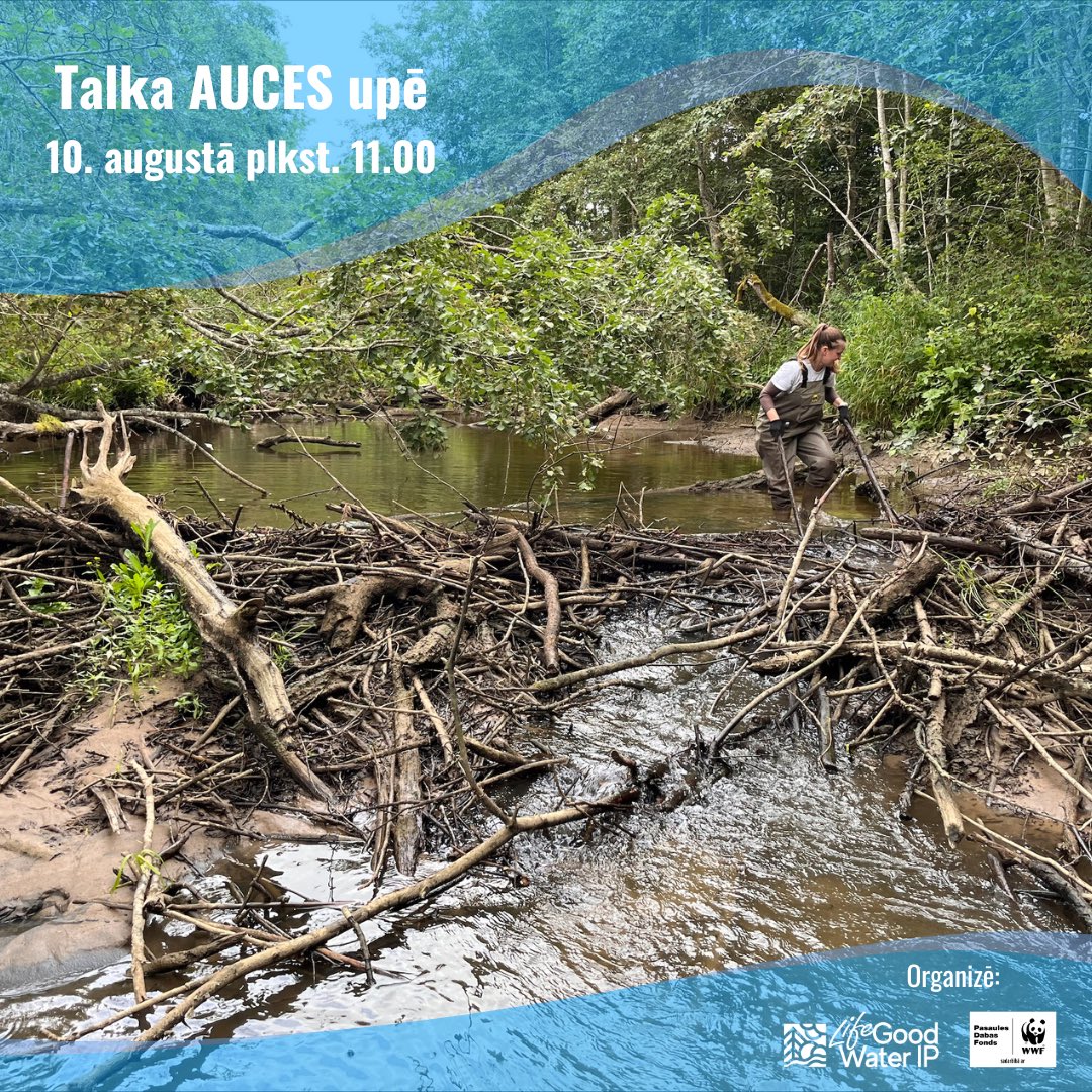 🌿 Vai vēlies apvienot dabas izzināšanu ar praktisku darbu un palīdzēt mūsu upēm kļūt brīvākām? Tad pievienojies Auces upes talkai jau šo sestdien 10. augustā plkst. 11.00! 
👉 Piesakies: ej.uz/auces_talka vai sazinoties ar Undīni Laugali pa tālruni 27178050
#LifeGoodWater