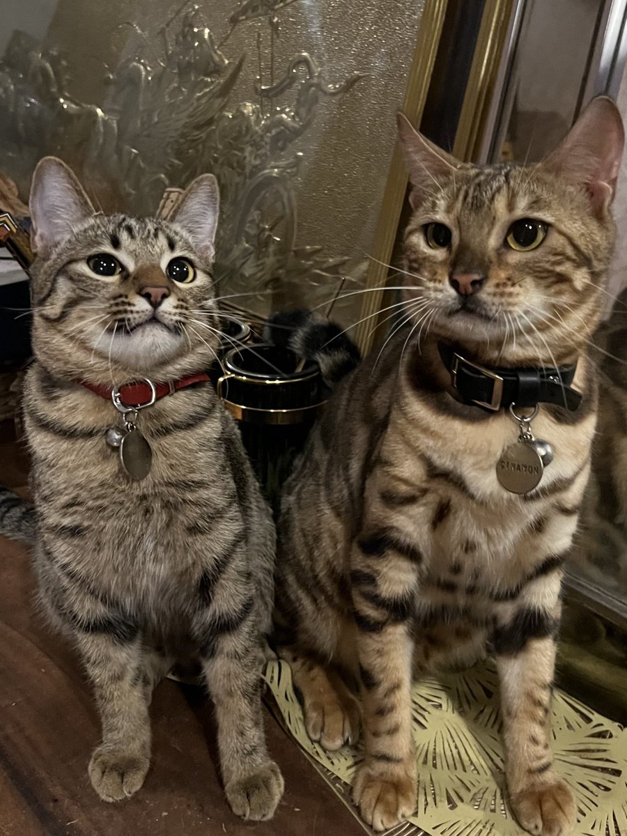 pawsomesclub's tweet photo. kon… https://t.co/8B6BWZmFaf