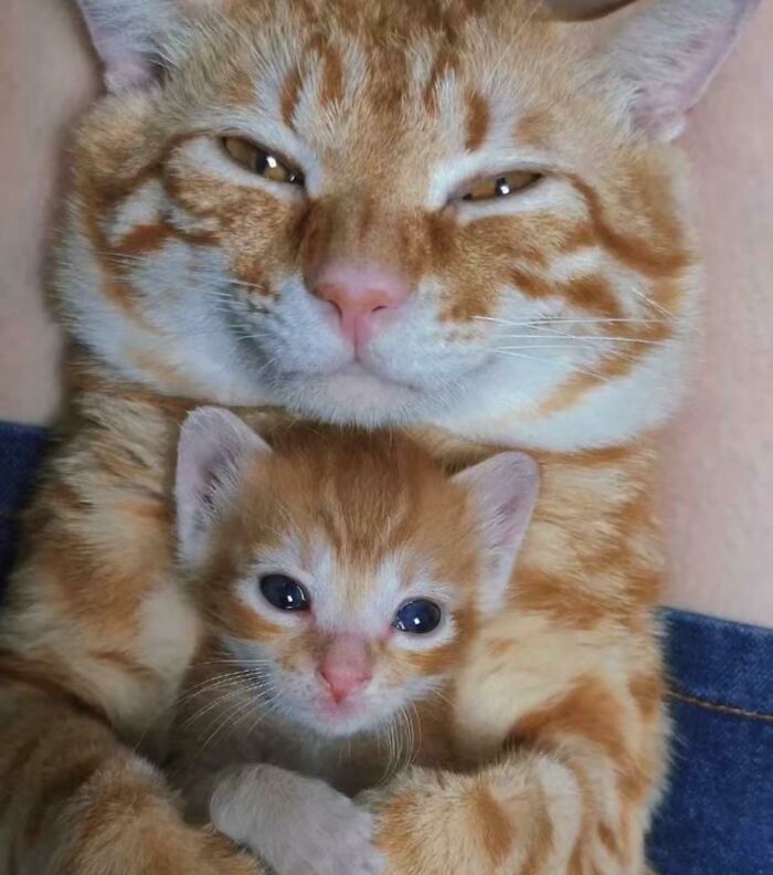 TweetsOfCats's tweet photo. like father like son https://t.co/7hIeubbQIy