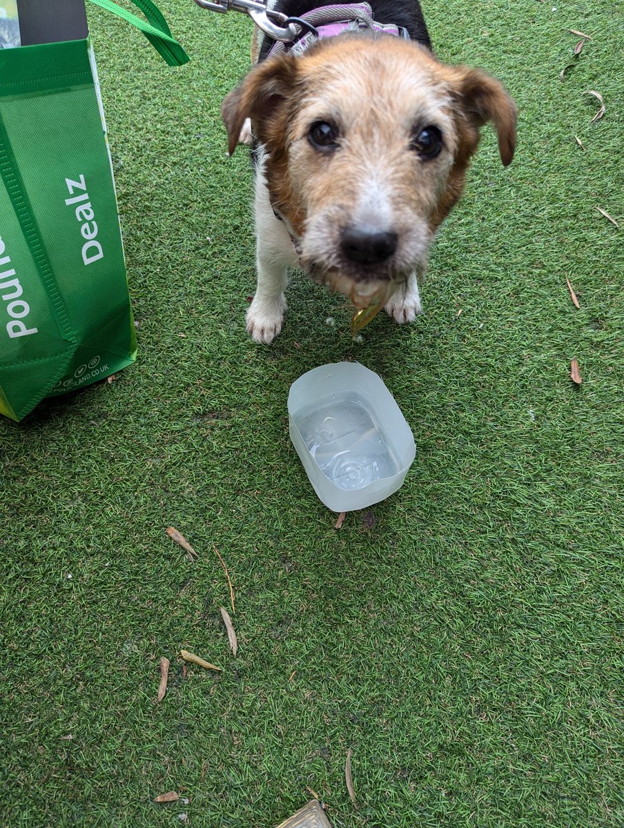 This is my hound Molly she loves the #CapelloLounge in Newcastle under Lyme because they have amazing sausages. Our craft group also hangs out in there too. Great idea, lovely staff keep it up. #youandyours