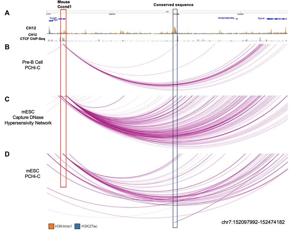 And the homolog DNA region in mouse (no protein-coding region present) also shows physical interactions with mouse Ccnd1 gene. This opens the future possibility to study the potential enhancer function in mouse models. All results obtained with existing data, thanks to all! 6/7