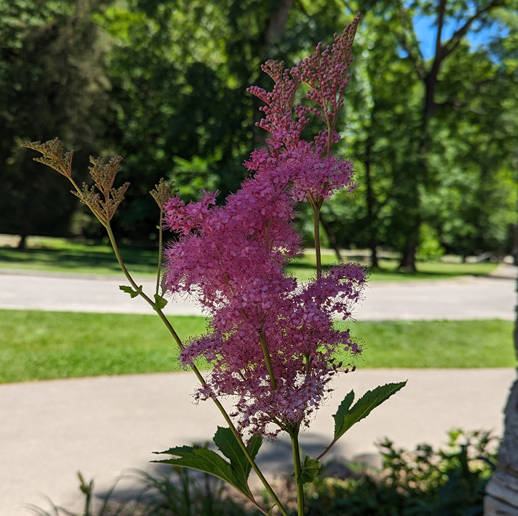 CernunnosF's tweet photo. Pretty in Pink, even in a shadowy ass picture. Filipendula rubra Queen of the prairie https://t.co/ProKAR6I9p #prettyinpink #flowers #photography #badpicture #nature #art https://t.co/kxGIqSYeC5
